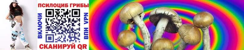 купить   Юрга  Псилоцибиновые грибы GOLDEN TEACHER 